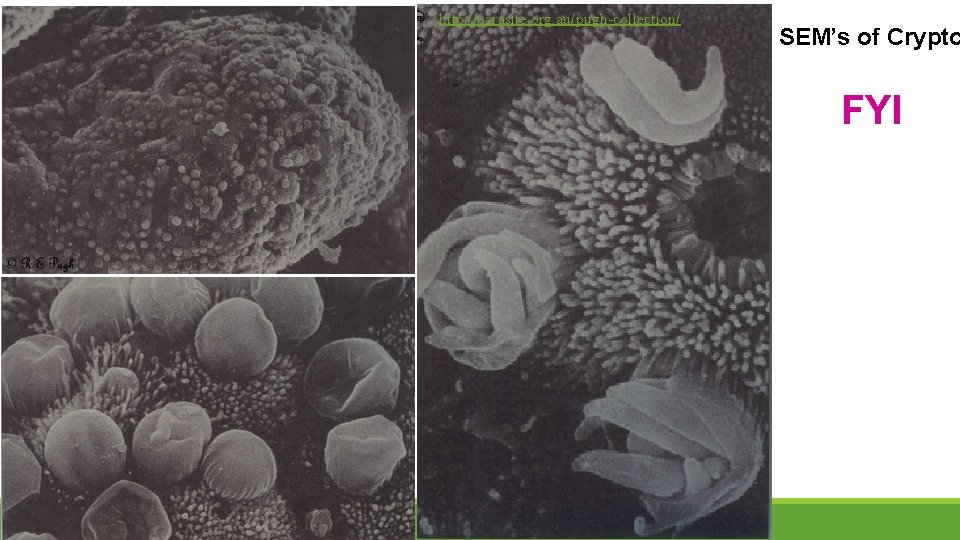 http: //parasite. org. au/pugh-collection/ SEM’s of Crypto FYI 