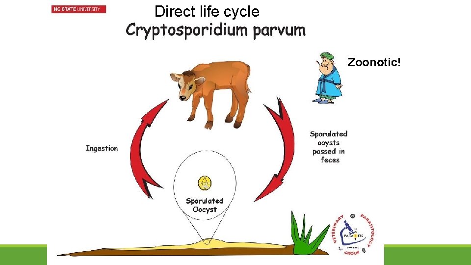 Direct life cycle Zoonotic! 