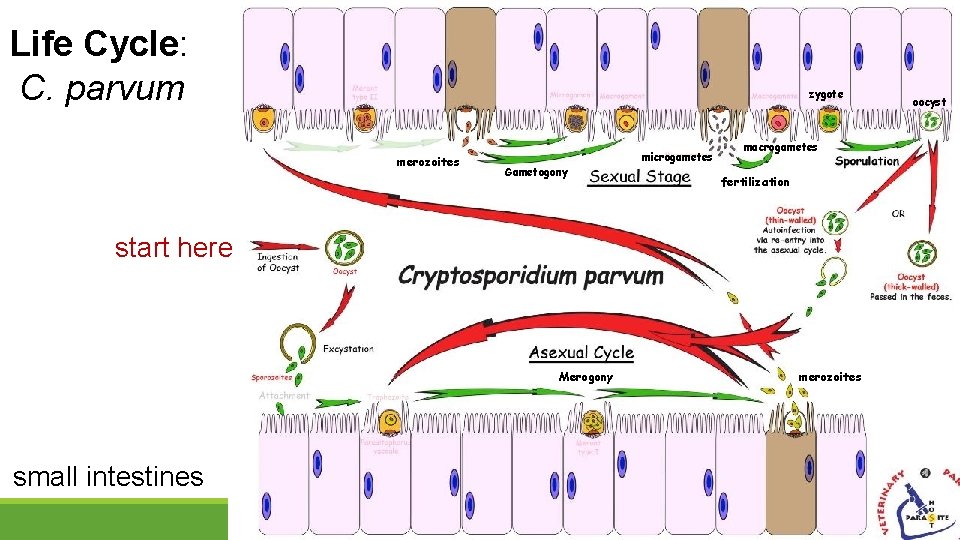 Life Cycle: C. parvum zygote merozoites Gametogony microgametes macrogametes fertilization start here Merogony small