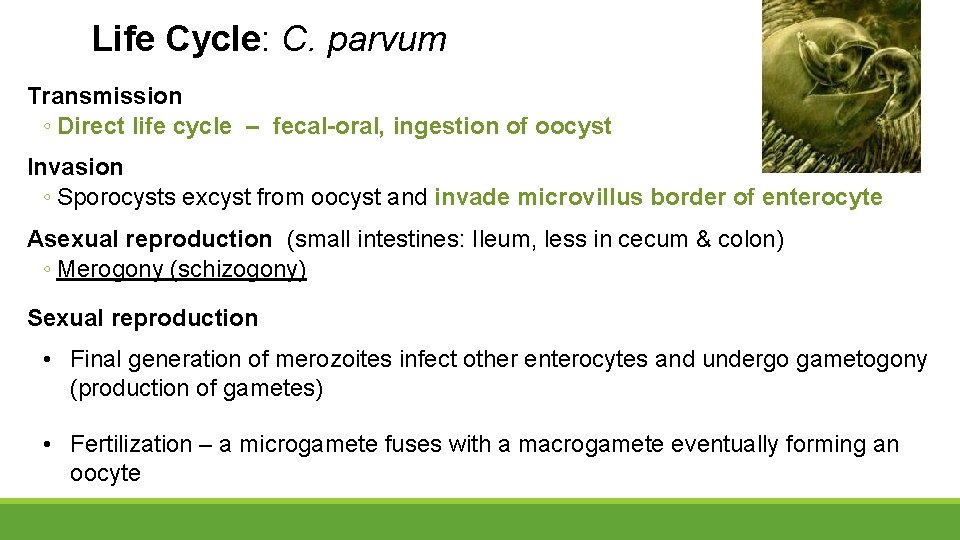 Life Cycle: C. parvum Transmission ◦ Direct life cycle – fecal-oral, ingestion of oocyst