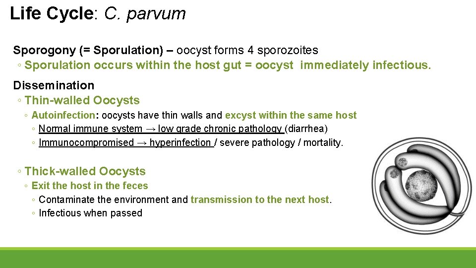 Life Cycle: C. parvum Sporogony (= Sporulation) – oocyst forms 4 sporozoites ◦ Sporulation