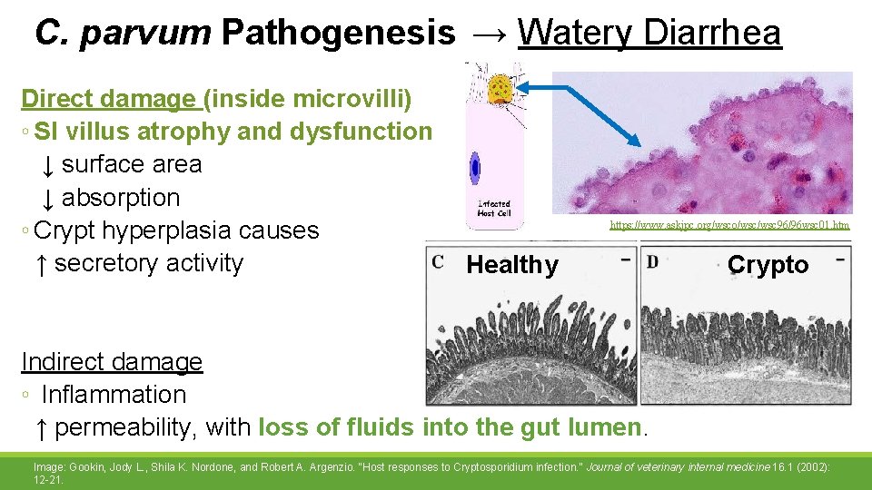 C. parvum Pathogenesis → Watery Diarrhea Direct damage (inside microvilli) ◦ SI villus atrophy