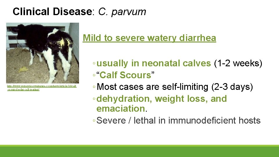 Clinical Disease: C. parvum Mild to severe watery diarrhea http: //www. vetserviceswairarapa. co. nz/news/article/16/calf