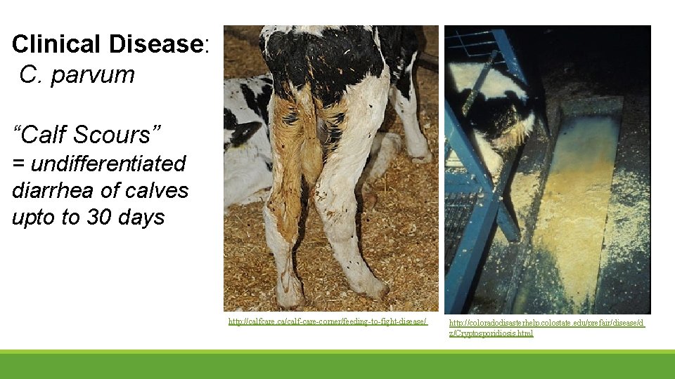 Clinical Disease: C. parvum “Calf Scours” = undifferentiated diarrhea of calves upto to 30