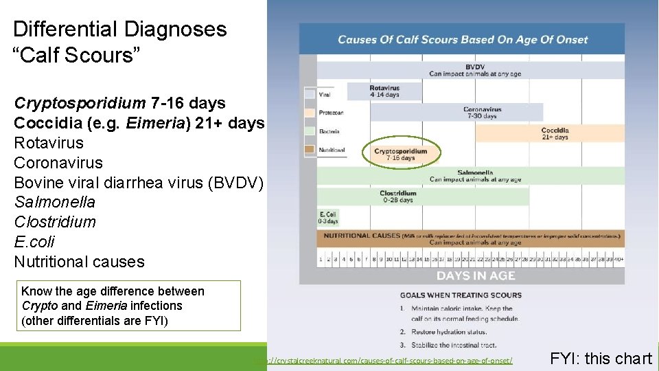 Differential Diagnoses “Calf Scours” Cryptosporidium 7 -16 days Coccidia (e. g. Eimeria) 21+ days