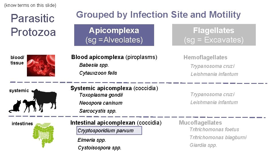 (know terms on this slide) Parasitic Protozoa blood/ tissue systemic Grouped by Infection Site