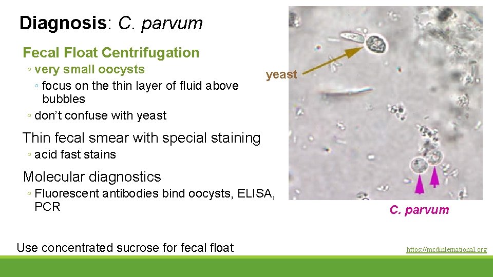 Diagnosis: C. parvum Fecal Float Centrifugation ◦ very small oocysts ◦ focus on the