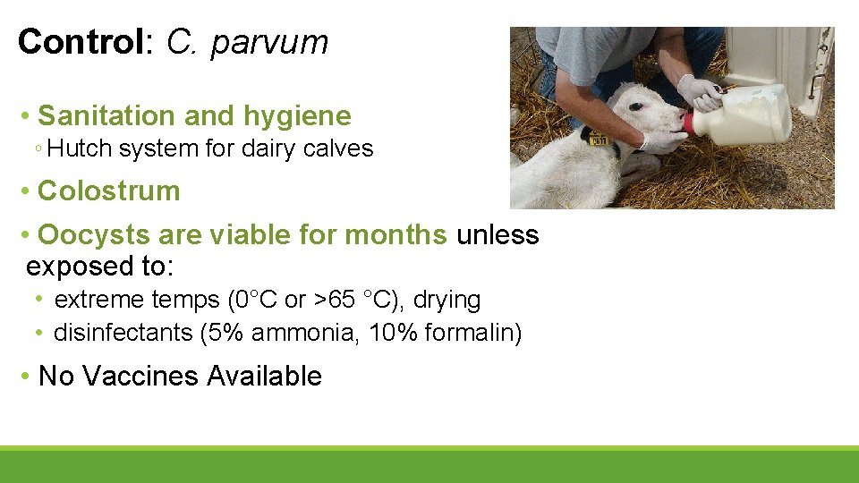 Control: C. parvum • Sanitation and hygiene ◦ Hutch system for dairy calves •