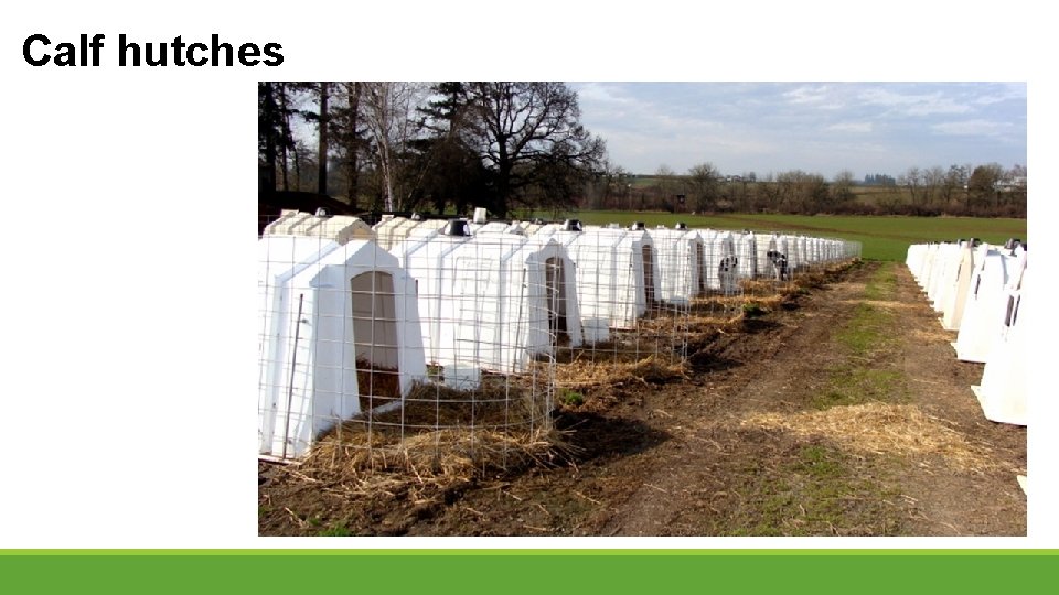 Calf hutches 