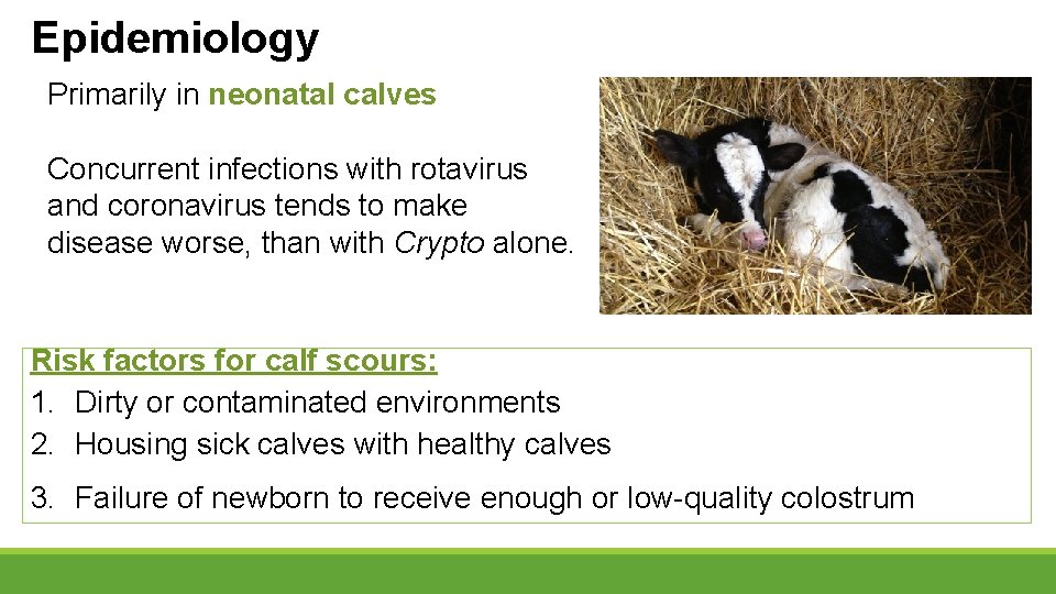 Epidemiology Primarily in neonatal calves Concurrent infections with rotavirus and coronavirus tends to make