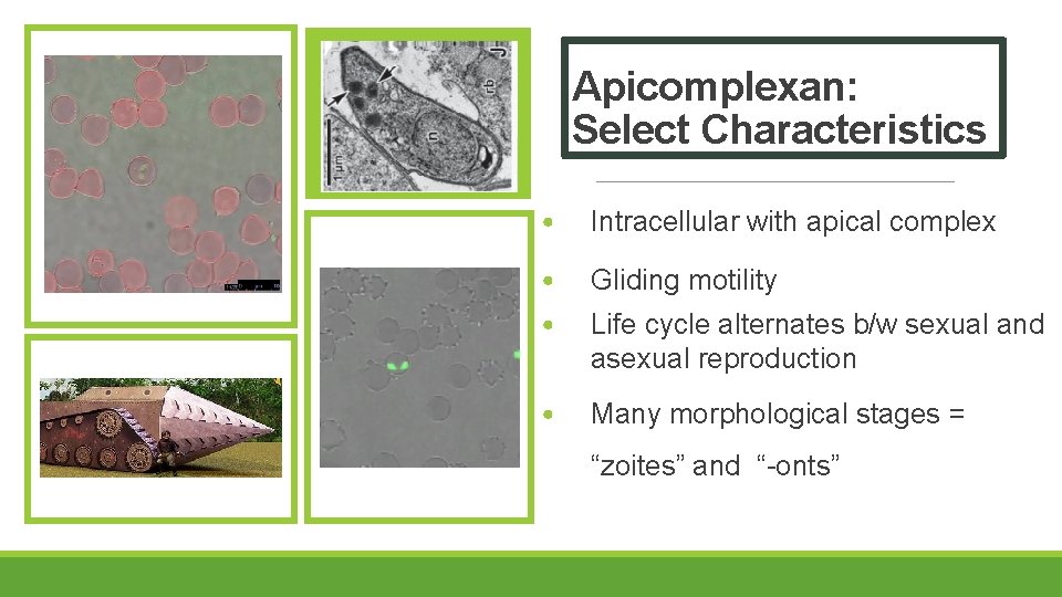 Apicomplexan: Select Characteristics • Intracellular with apical complex • Gliding motility • Life cycle