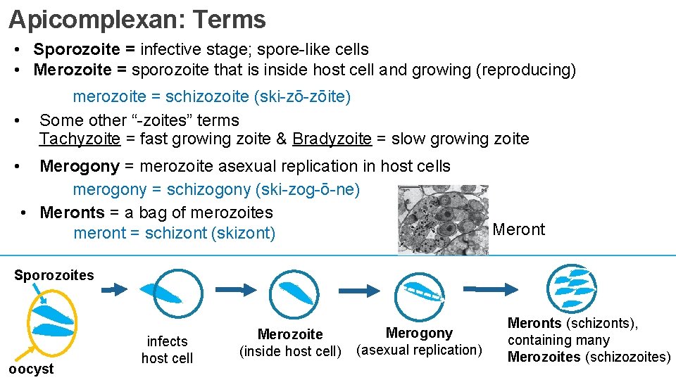 Apicomplexan: Terms • Sporozoite = infective stage; spore-like cells • Merozoite = sporozoite that