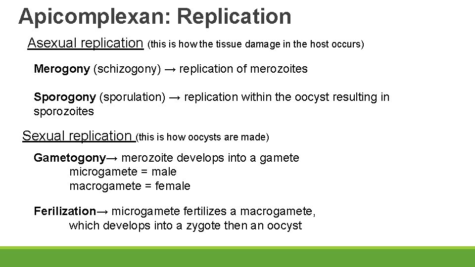 Apicomplexan: Replication Asexual replication (this is how the tissue damage in the host occurs)
