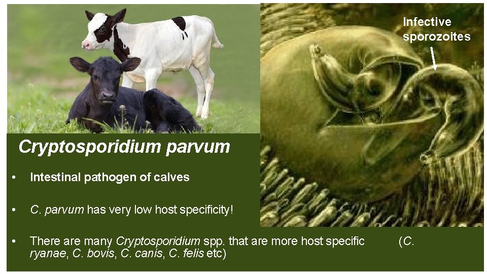 Infective sporozoites Cryptosporidium parvum • Intestinal pathogen of calves • C. parvum has very