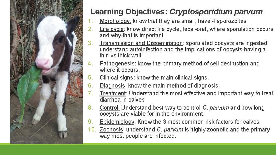 Learning Objectives: Cryptosporidium parvum 1. 2. Morphology: know that they are small, have 4
