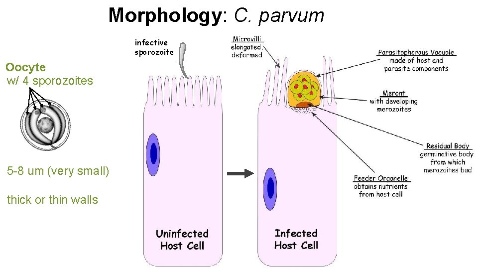 Morphology: C. parvum infective sporozoite Oocyte w/ 4 sporozoites “superficial” location in the enterocyte