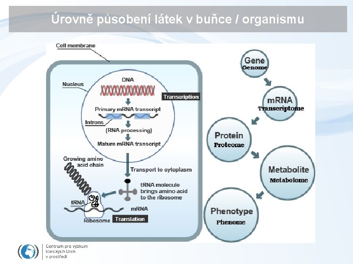 Úrovně působení látek v buňce / organismu 