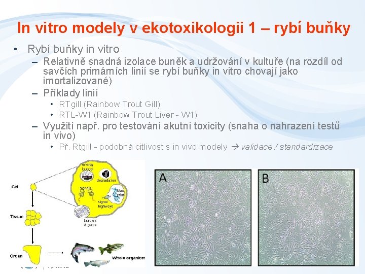 In vitro modely v ekotoxikologii 1 – rybí buňky • Rybí buňky in vitro