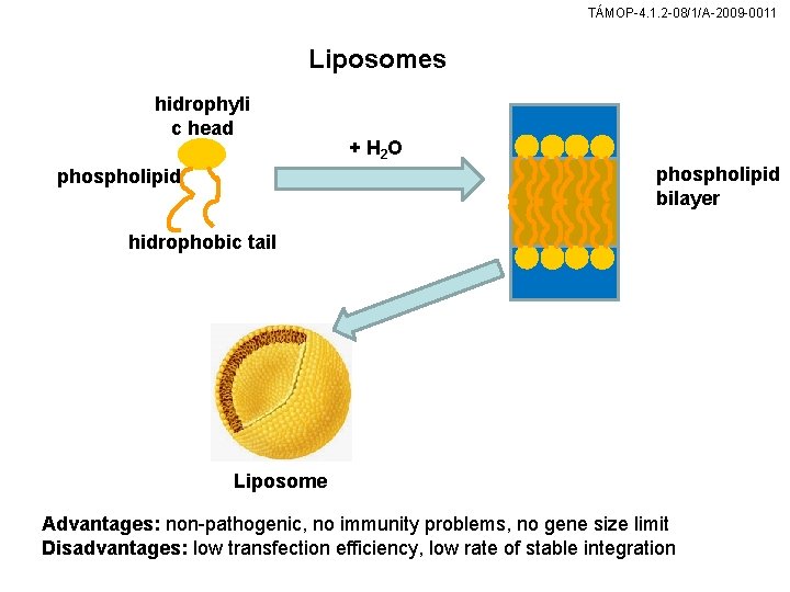 TÁMOP-4. 1. 2 -08/1/A-2009 -0011 Liposomes hidrophyli c head + H 2 O phospholipid