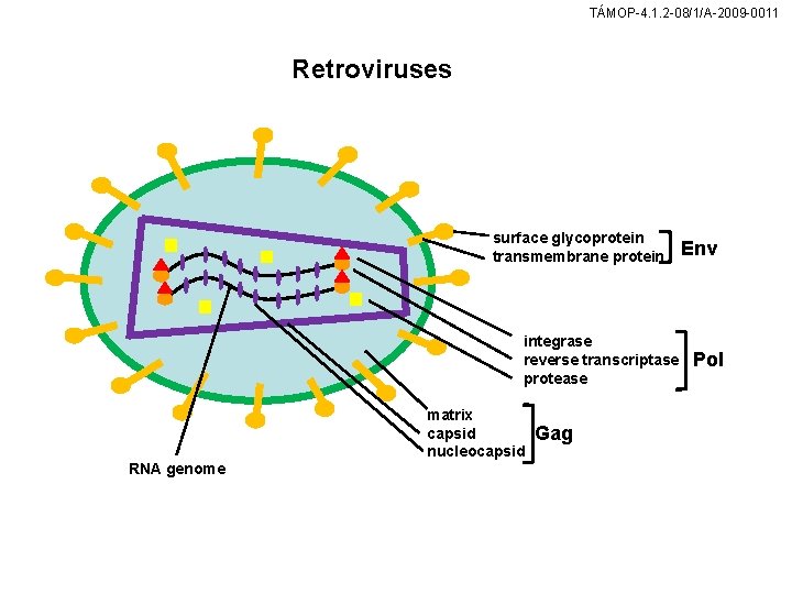 TÁMOP-4. 1. 2 -08/1/A-2009 -0011 Retroviruses surface glycoprotein transmembrane protein integrase reverse transcriptase protease