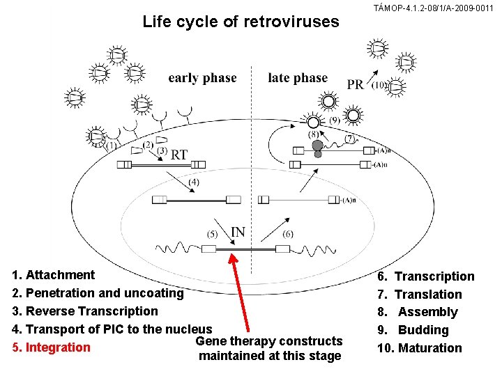 Life cycle of retroviruses 1. Attachment 2. Penetration and uncoating 3. Reverse Transcription 4.