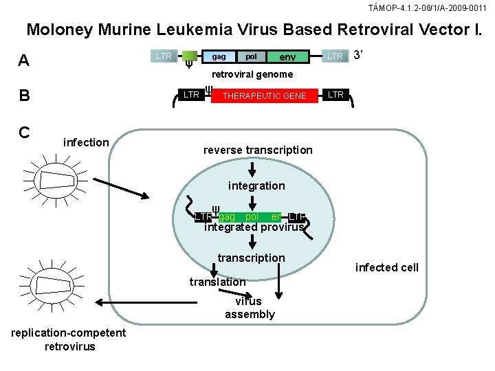 TÁMOP-4. 1. 2 -08/1/A-2009 -0011 Moloney Murine Leukemia Virus Based Retroviral Vector I. A