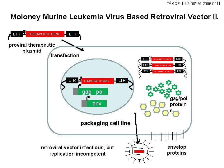 TÁMOP-4. 1. 2 -08/1/A-2009 -0011 Moloney Murine Leukemia Virus Based Retroviral Vector II. LTR