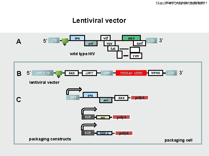 TÁMOP-4. 1. 2 -08/1/A-2009 -0011 Lentiviral vector A 5’ LTR gag ψ pol vif