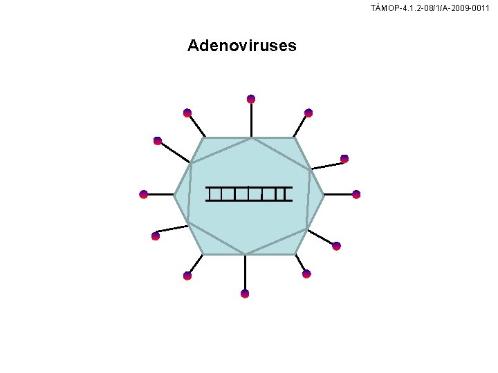 TÁMOP-4. 1. 2 -08/1/A-2009 -0011 Adenoviruses 