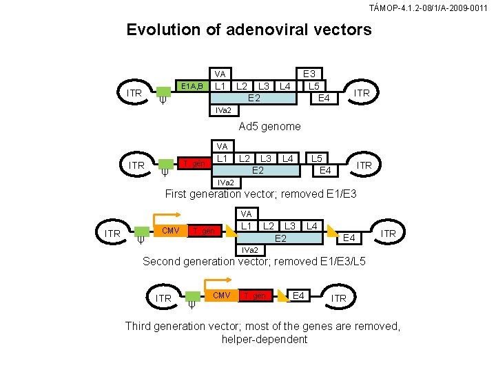 TÁMOP-4. 1. 2 -08/1/A-2009 -0011 Evolution of adenoviral vectors VA E 1 A, B