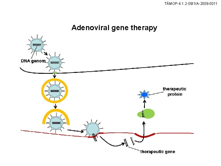 TÁMOP-4. 1. 2 -08/1/A-2009 -0011 Adenoviral gene therapy 