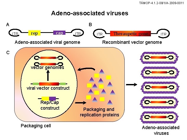 TÁMOP-4. 1. 2 -08/1/A-2009 -0011 Adeno-associated viruses A B ITR cap rep ITR Adeno-associated