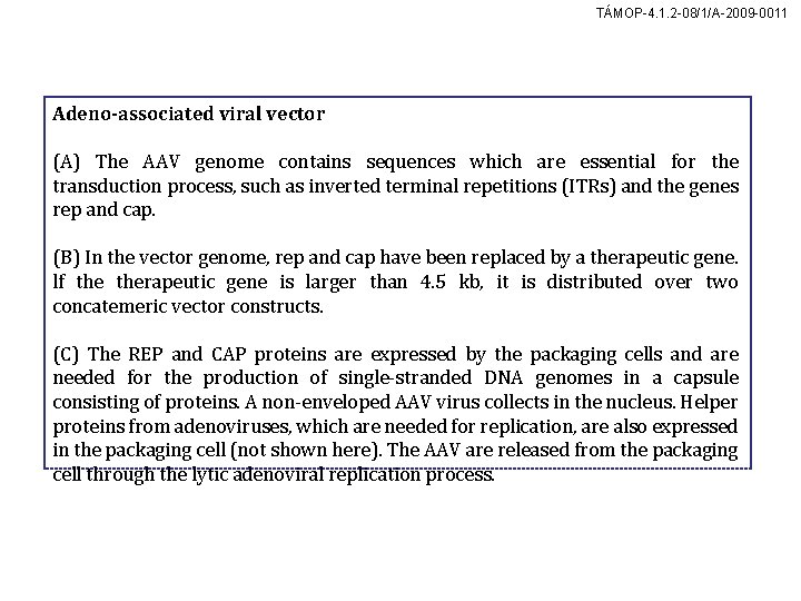 TÁMOP-4. 1. 2 -08/1/A-2009 -0011 Adeno-associated viral vector (A) The AAV genome contains sequences