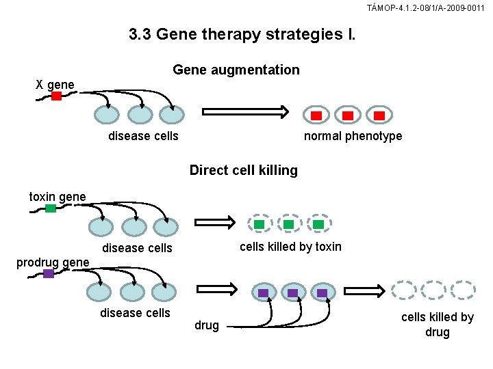 TÁMOP-4. 1. 2 -08/1/A-2009 -0011 3. 3 Gene therapy strategies I. Gene augmentation X