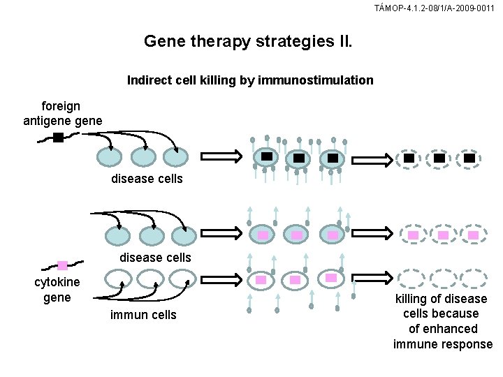 TÁMOP-4. 1. 2 -08/1/A-2009 -0011 Gene therapy strategies II. Indirect cell killing by immunostimulation