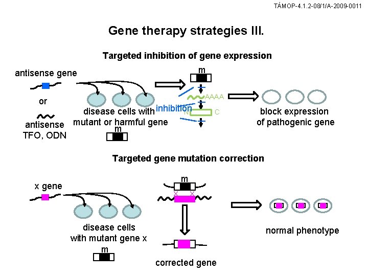 TÁMOP-4. 1. 2 -08/1/A-2009 -0011 Gene therapy strategies III. Targeted inhibition of gene expression