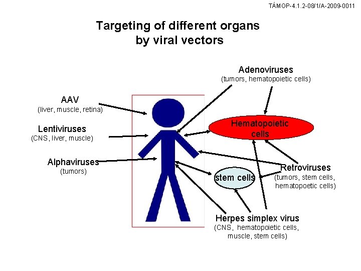 TÁMOP-4. 1. 2 -08/1/A-2009 -0011 Targeting of different organs by viral vectors Adenoviruses (tumors,