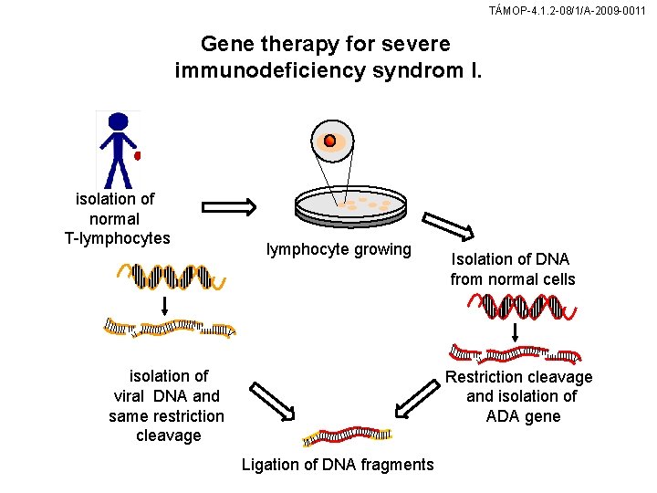TÁMOP-4. 1. 2 -08/1/A-2009 -0011 Gene therapy for severe immunodeficiency syndrom I. isolation of