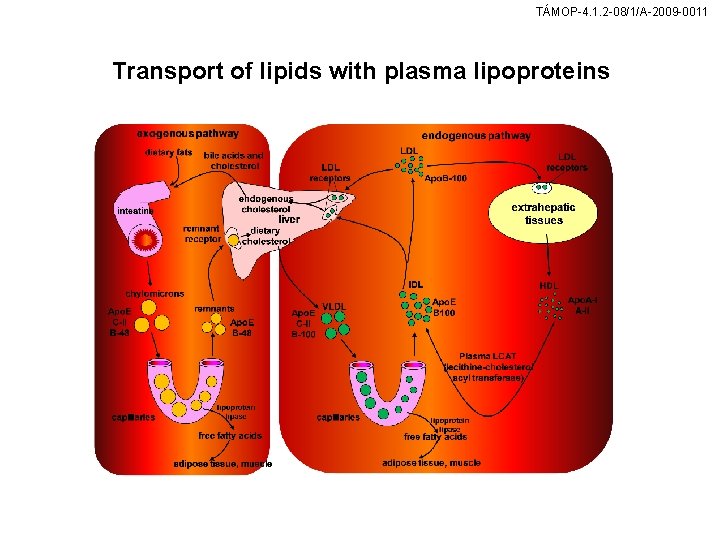 TÁMOP-4. 1. 2 -08/1/A-2009 -0011 Transport of lipids with plasma lipoproteins 