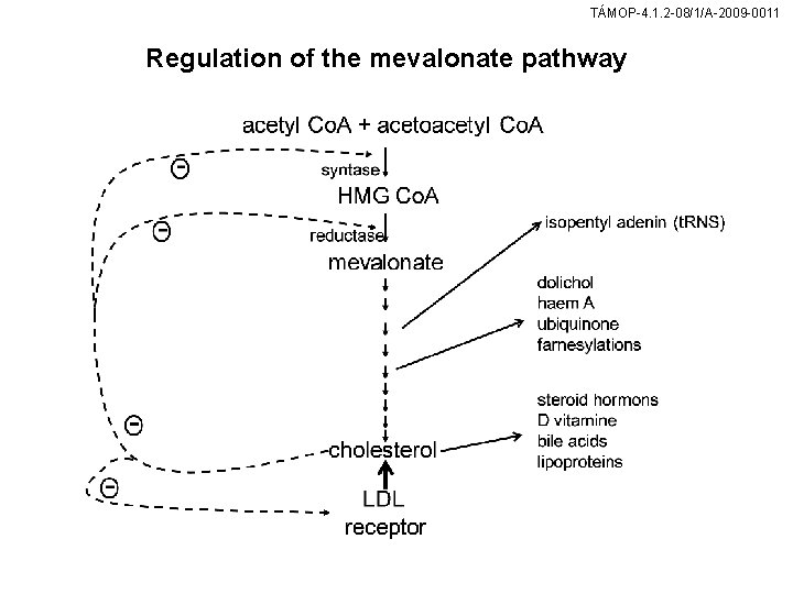 TÁMOP-4. 1. 2 -08/1/A-2009 -0011 Regulation of the mevalonate pathway 