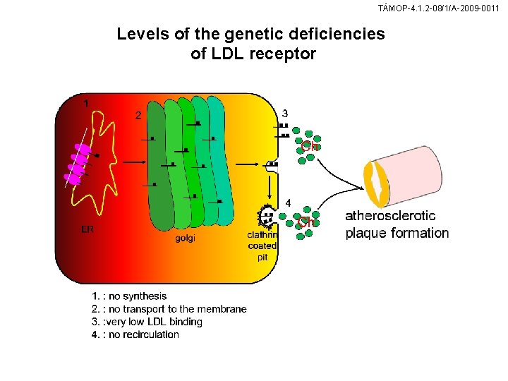 TÁMOP-4. 1. 2 -08/1/A-2009 -0011 Levels of the genetic deficiencies of LDL receptor 