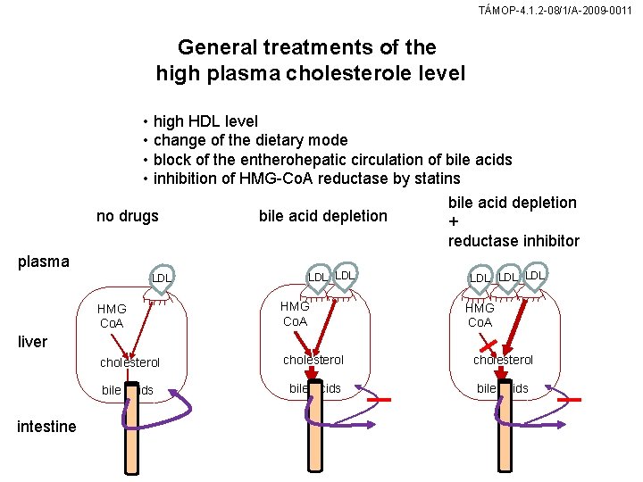 TÁMOP-4. 1. 2 -08/1/A-2009 -0011 General treatments of the high plasma cholesterole level •