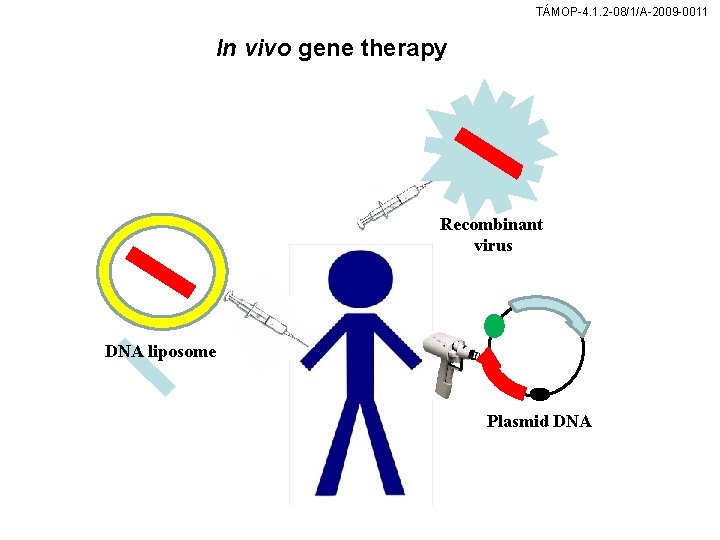 TÁMOP-4. 1. 2 -08/1/A-2009 -0011 In vivo gene therapy Recombinant virus DNA liposome Plasmid