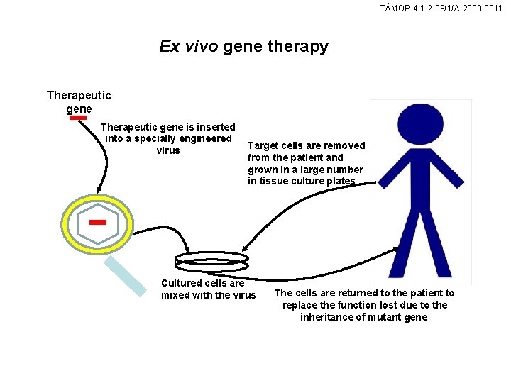 TÁMOP-4. 1. 2 -08/1/A-2009 -0011 Ex vivo gene therapy Therapeutic gene is inserted into
