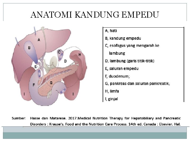 ANATOMI KANDUNG EMPEDU 