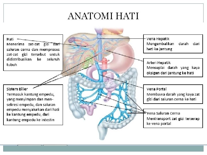 ANATOMI HATI ANATOMI HATI