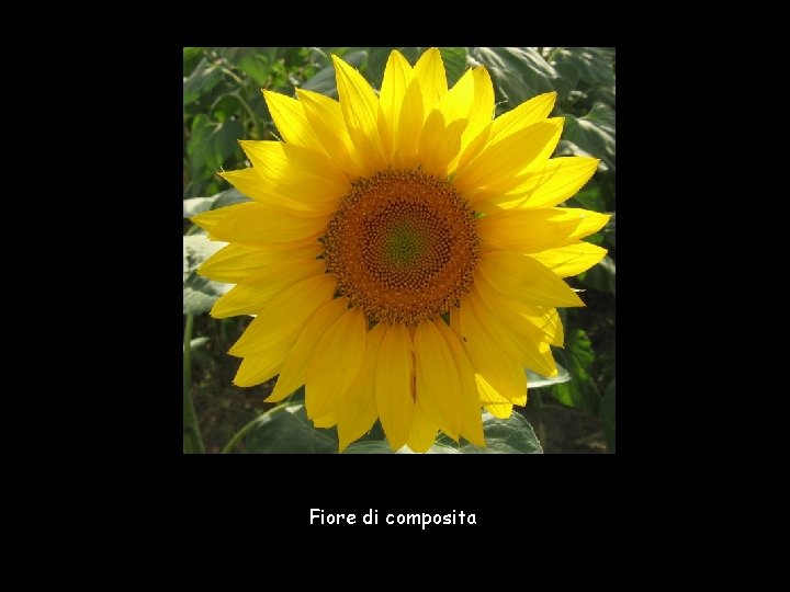 Fiore di composita 