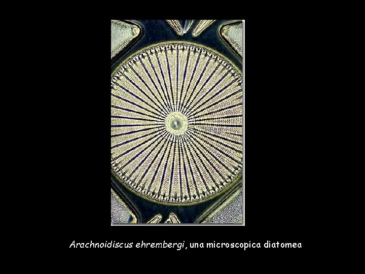 Arachnoidiscus ehrembergi, una microscopica diatomea 