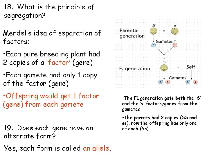 18. What is the principle of segregation? Mendel’s idea of separation of factors: • 18. What is the principle of segregation? Mendel’s idea of separation of factors: •