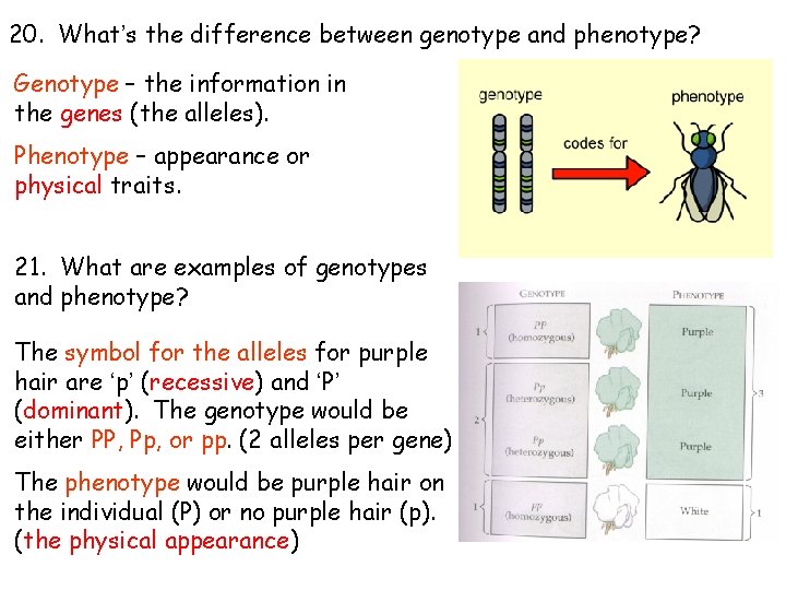 20. What’s the difference between genotype and phenotype? Genotype – the information in the 20. What’s the difference between genotype and phenotype? Genotype – the information in the